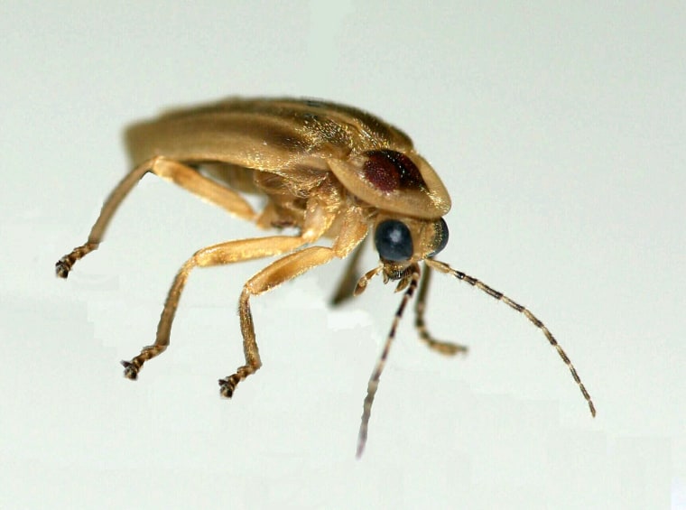 Image of a firefly