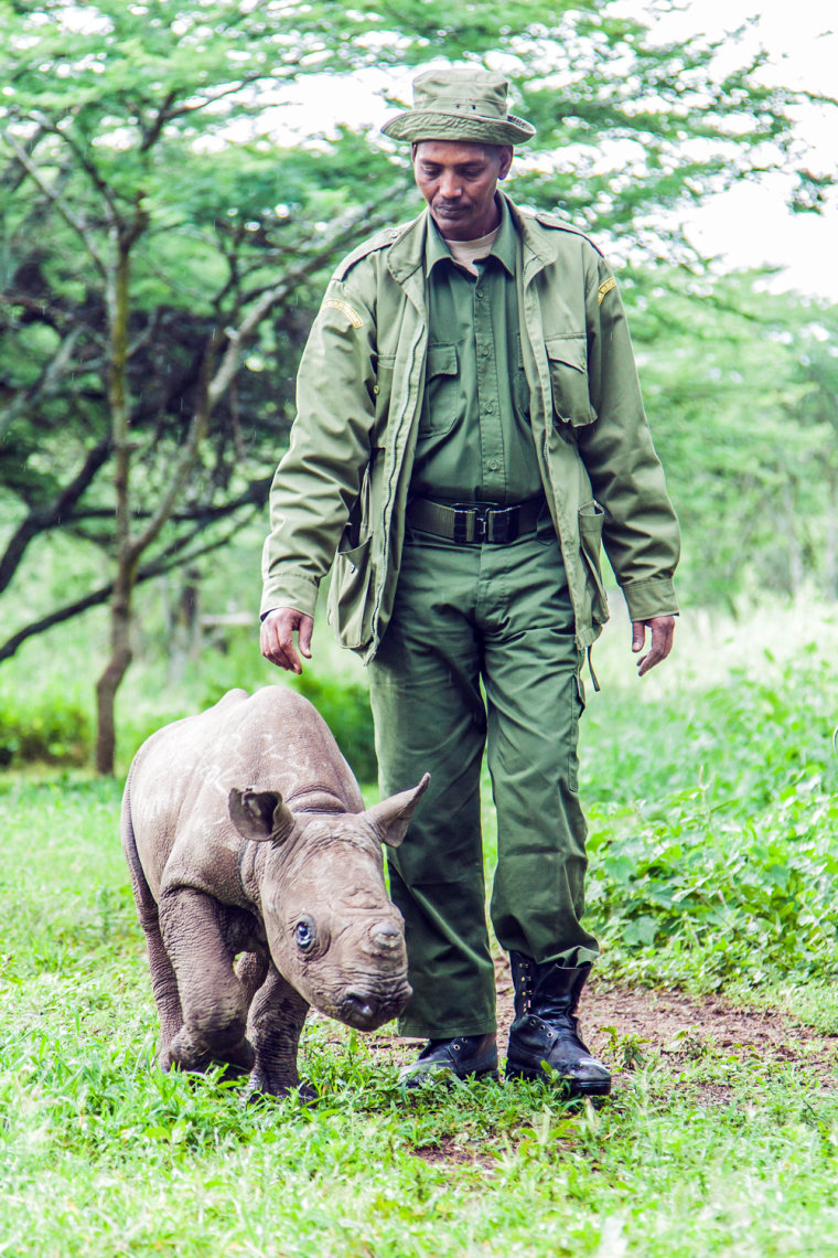 Adan, a wildlife ranger, takes Nicky for a walk in search of food at the conservancy.