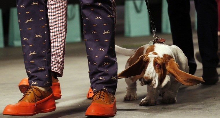 Cuddly companion: A model and a dog present a creation from the MAN Autumn/Winter 2013 collection in London on Jan. 7.