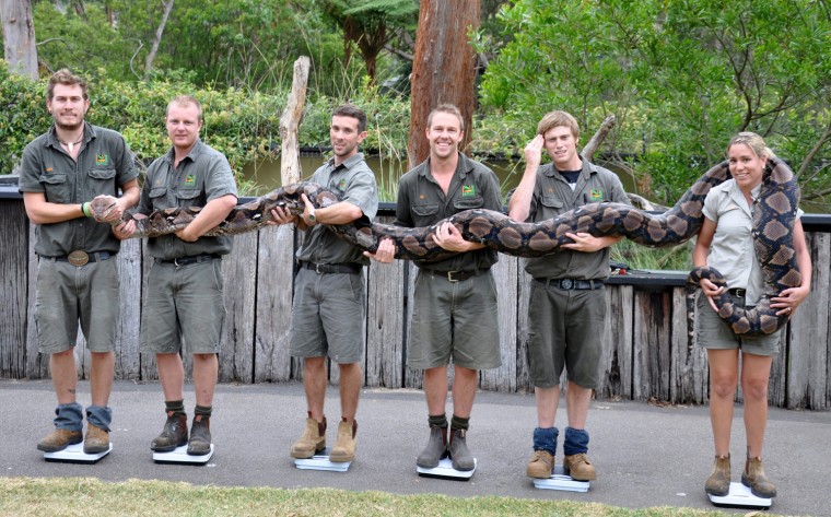 how-do-you-weigh-a-21-foot-long-python-australian-zookeepers-weigh