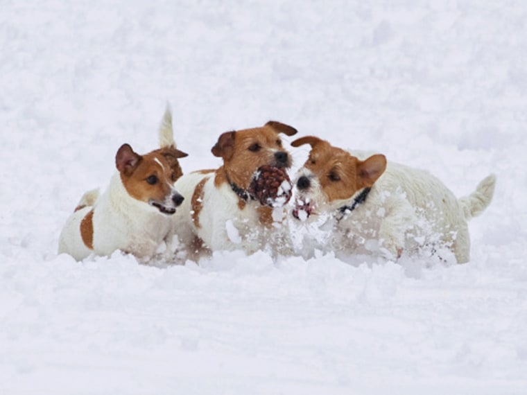 Show us your pets enjoying their own winter wonderland!