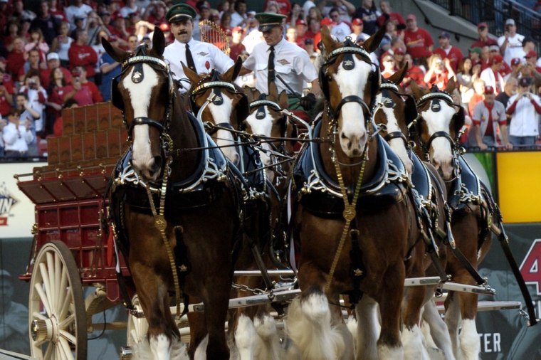 Image: Budweiser Clydesdales