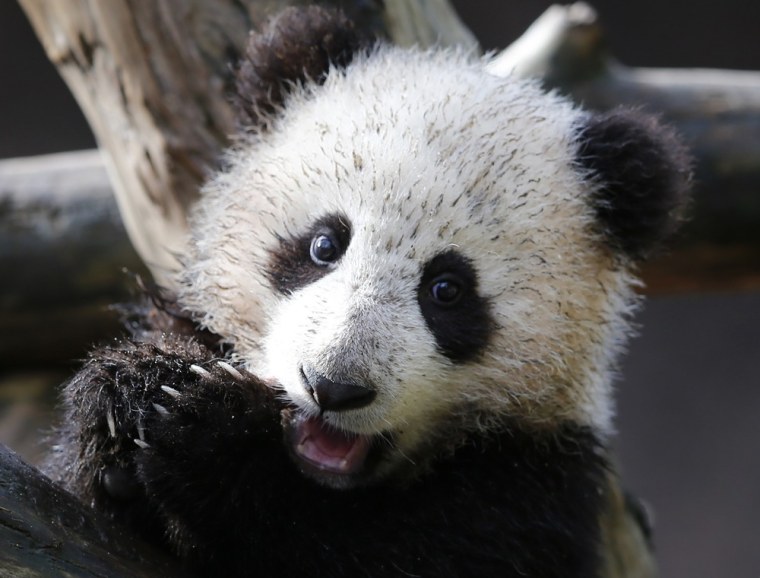 Giant Panda cub Xiao Liwi makes his first public appearance after the section of the exhibit frequented by the five-month old bear was opened to the public at the San Diego Zoo in San Diego, California, on Jan. 10.