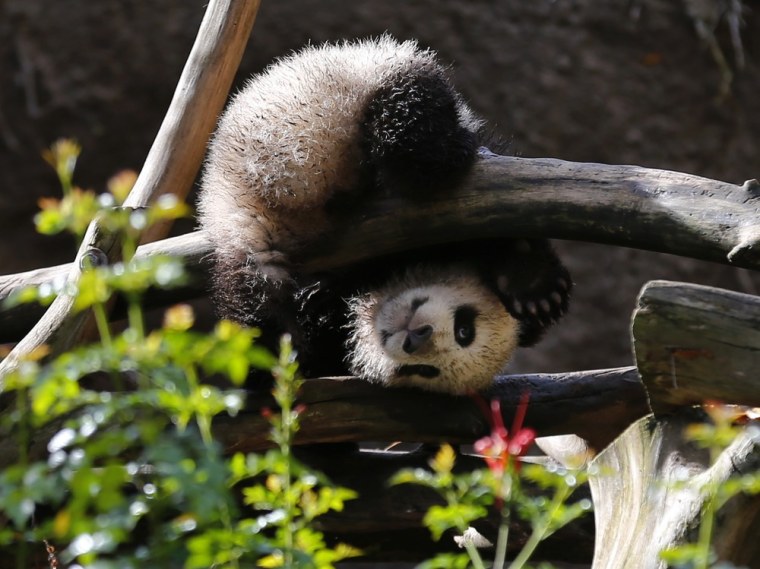 Giant panda cub Xiao Liwi explores his new space. He was born on July 29, 2012 from mother Bai Yun.
