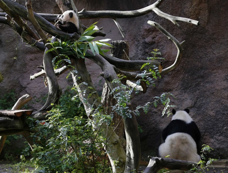 Giant panda cub Xiao Liwi plays in a tree near his mother Bai Yun, who is taking a drink of water on the right.
