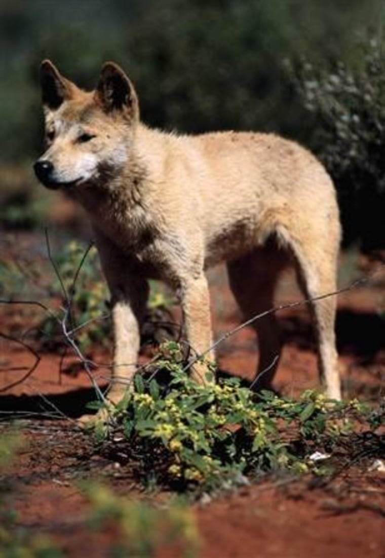 Secret of dingo's Down Under origin revealed