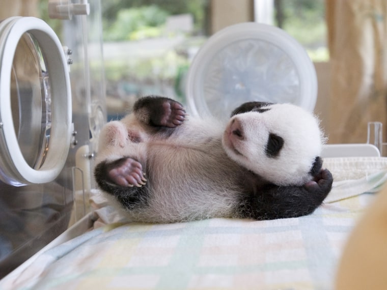In this picture, a baby panda lies on its back in an incubator.