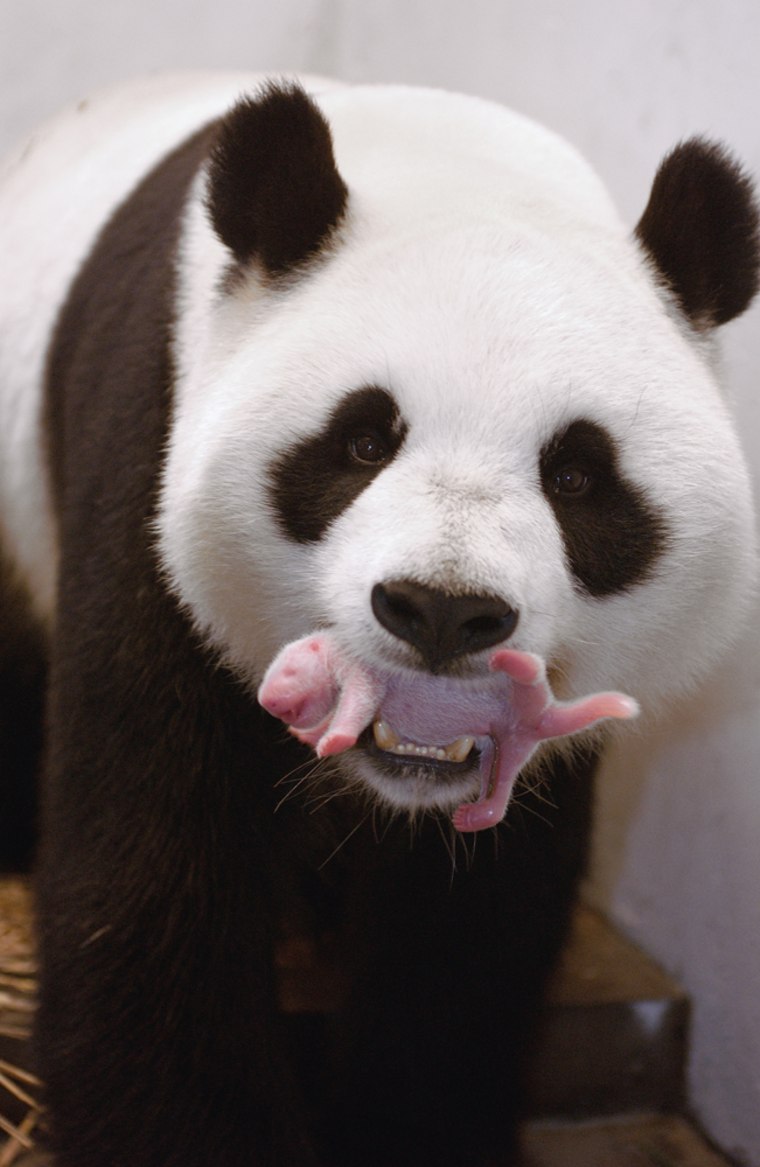 This mother panda carried its new baby in its mouth.