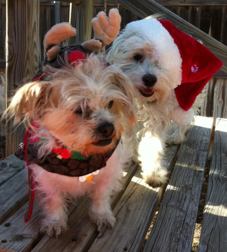 Max (Rudolph) and Stanley (Santa)