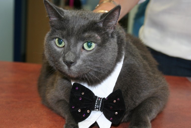 Tiny wore a special tie made of black velvet and Swarovski crystals to his adoption day party on Jan. 12. He weighs 16 pounds now, down from over 30.