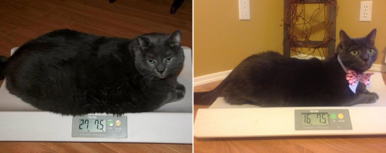 Toby's weight loss journey: 30-lb cat gets help shedding a few