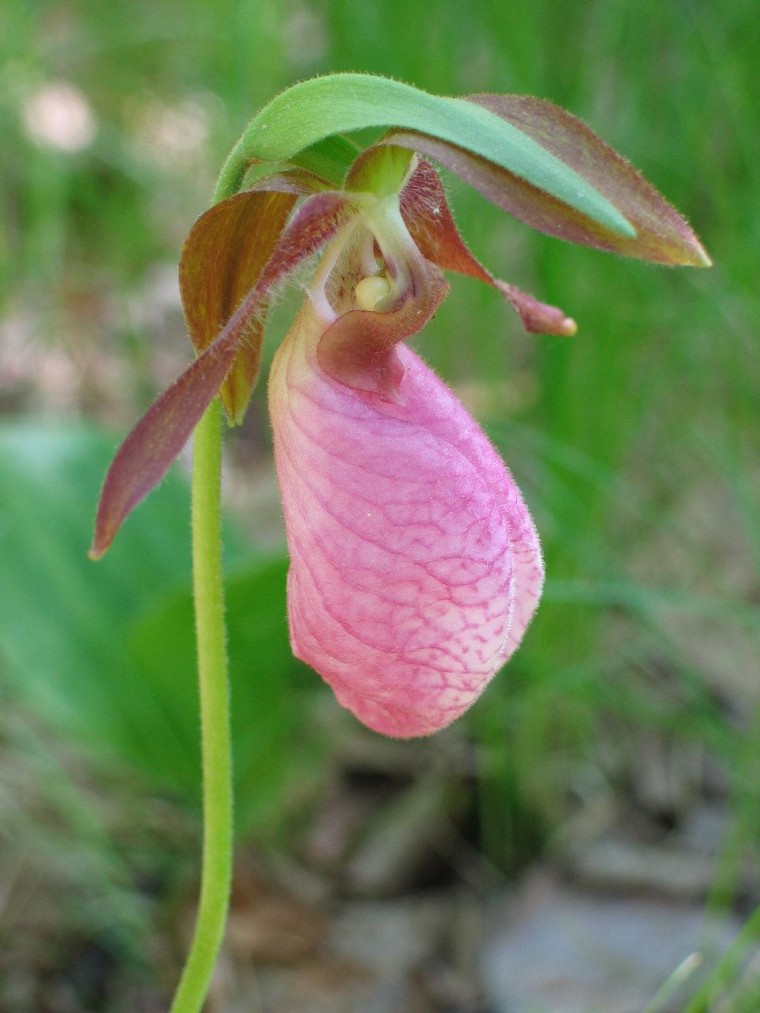 A pink lady's slipper orchid is among the earlier flowering plants.
