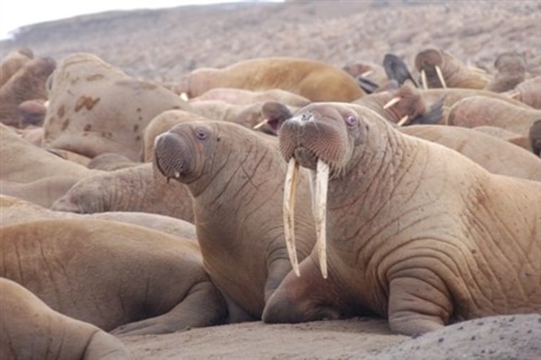 What does it sound like? World's largest animal audio library has answer