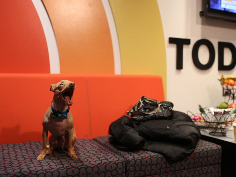 For a dog, it seems the TODAY greenroom can get a little tiring sometimes.