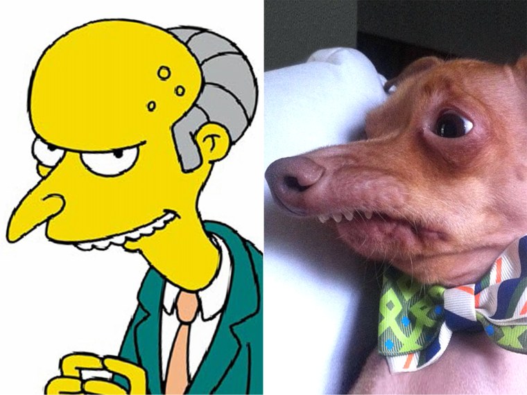 Tuna the Dog's famous smile holds a remarkable resemblance to that of Mr. Burns of \"The Simpsons,\" a trait that owner Courtney Dasher discovered.