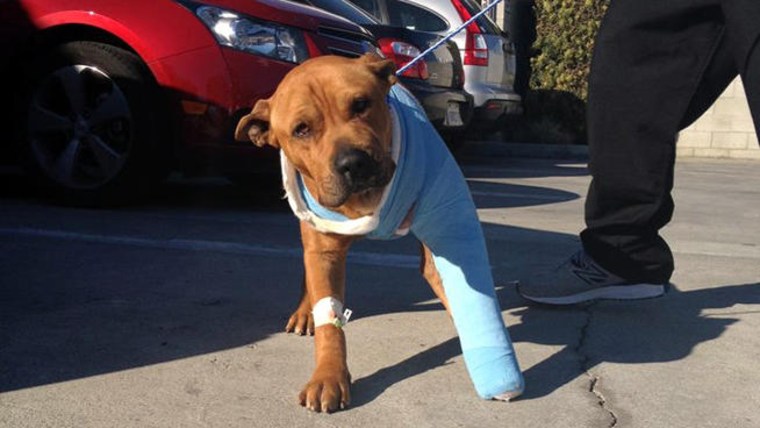 Philly, who was injured in a car accident, was saved by surgery paid for by the police officers who found him.