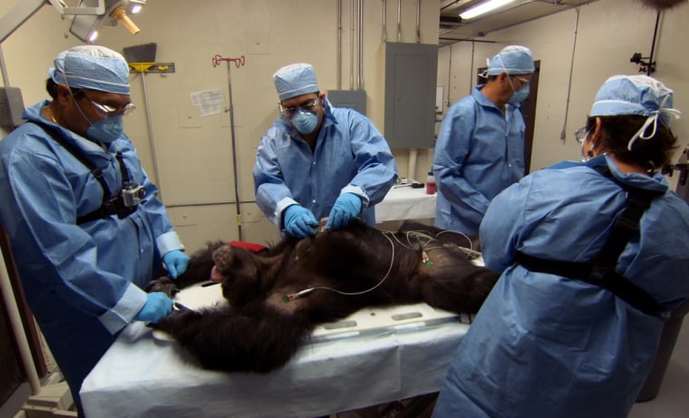 A chimp is sedated to draw blood in their efforts to find a cure for Hepatitis C, a potentially deadly virus, at Texas Biomedical Research Institute in San Antonio, Texas. Although the fate of this chimp is unknown, government scientists want hundreds of other research chimps to be retired to a national sanctuary.