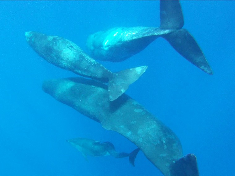 Getting along swimmingly: Scientists said they find it puzzling that the sperm whales took in the dolphin calf the way they did because dolphins typically chase and harass sperm whales and their calves.