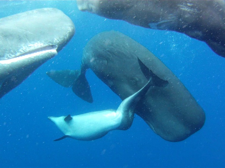 Researchers were astonished to observe sperm whales traveling and nuzzling with a single bottlenose dolphin in the North Atlantic Ocean. The dolphin calf has a rare spinal malformation.