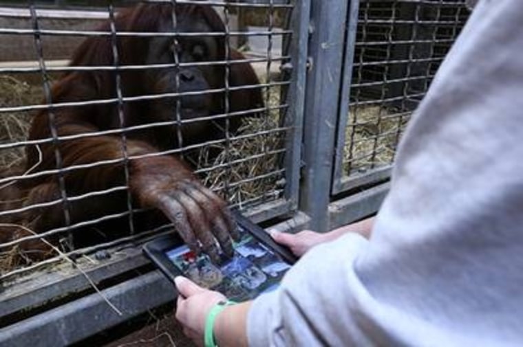 Iris, a 25-year-old orangutan at the Smithsonian's National Zoo, uses an iPad as part of Orangutan Outreach's Apps for Apes program.