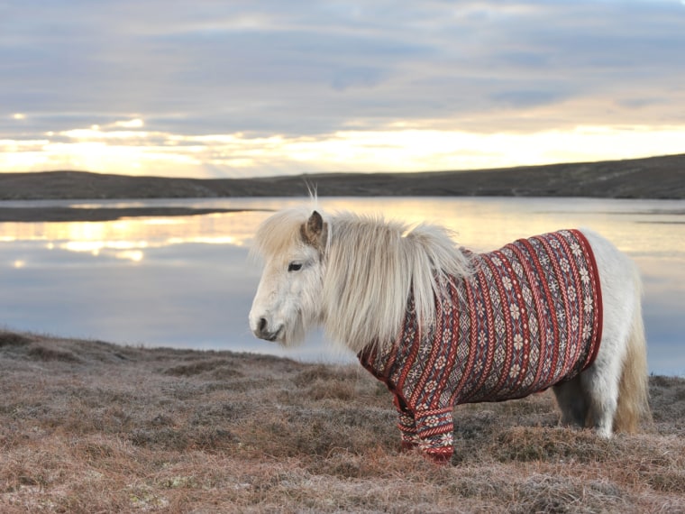 Working it: Fivla the Shetland pony dazzles in a sweater made from the wool of Shetland sheep. Shetland knitter Doreen Brown designed the custom look.