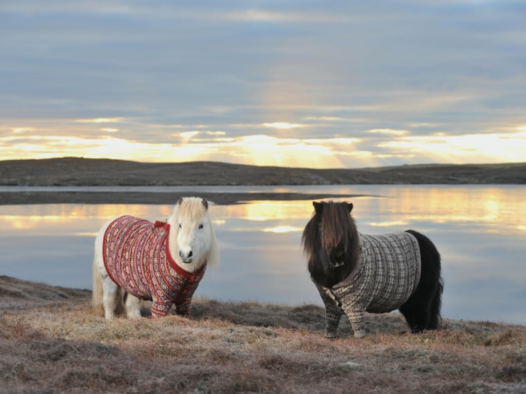 Fivla, the white pony, is 17 years old. Known for her calm and loving nature, she is good friends with Vitamin, the black pony, who is 18 years old.