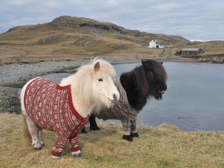 Fivla and Vitamin pose calmly in their \"winter woollies.\" Both ponies stand about 42 inches tall.