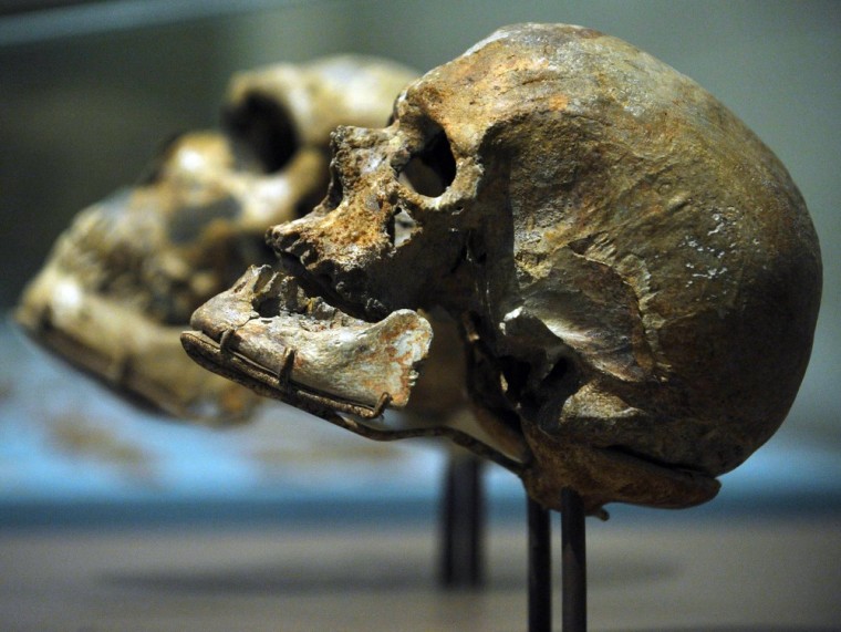 A skull from an ancient specimen of Homo sapiens (foreground, right) is compared with a Neanderthal's skull at the Smithsonian's National Museum of Natural History in Washington. Researchers suggest that a gene linked to the immune system played a roundabout role in brain evolution.