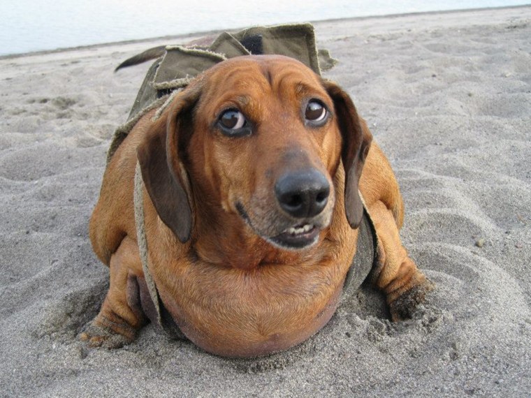 Obie showing off his 15-pound weight loss on the beach last October.