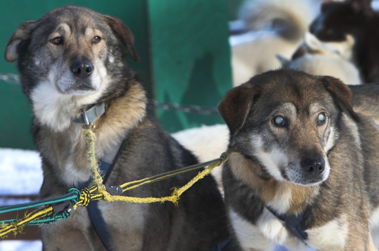 Sled dogs Poncho, left, and his blind brother Gonzo are hooked up for a run at the Muddy Paw Sled Dog Kennel in Jefferson, N.H., on Jan. 17, 2013. Poncho has taken to helping his blind brother on regular runs.