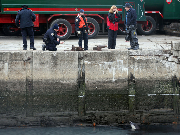 Officials stand on the side of the Gowanus Canal as the dolphin comes up for air after getting stuck on Jan. 25, in the Brooklyn.