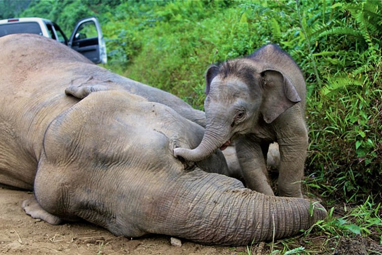 This handout photo taken and released by the Sabah Wildlife Department on Januray 29, 2013 shows a baby elephant staying close to a dead pygmy elephant in the Gunung Rara Forest Reserve, some 130 kilometers from Tawau in Malaysia's Sabah state. Ten endangered pygmy elephants have been found dead this month in Malaysian Borneo and are thought to have been poisoned, conservation officials said on January 29, 2013. Wildlife authorities in Sabah, a state on the eastern tip of the island, have formed a taskforce together with the police and WWF to investigate the deaths.
