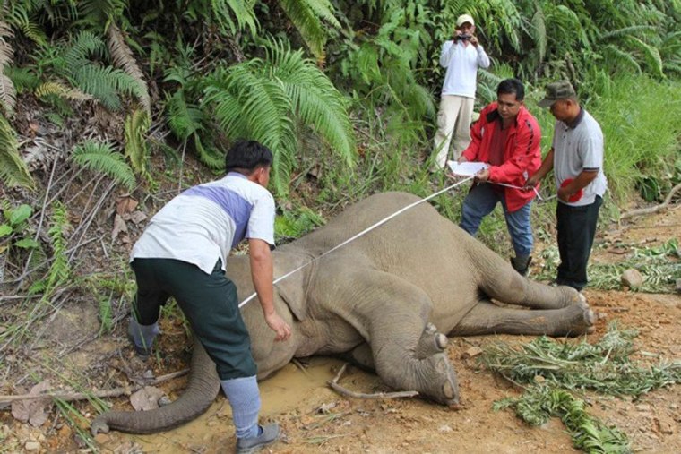Malaysia's wildlife officials inspect a dead pygmy elephant in Gunung Rara Forest Reserve in the Malaysia's state of Sabah on Borneo island, in this picture taken January 23, 2013 and released to Reuters January 29, 2013. Ten endangered Borneo pygmy elephants have been found mysteriously dead in Malaysia's state of Sabah on the Borneo island, as reported by Malaysia's daily The Star.
