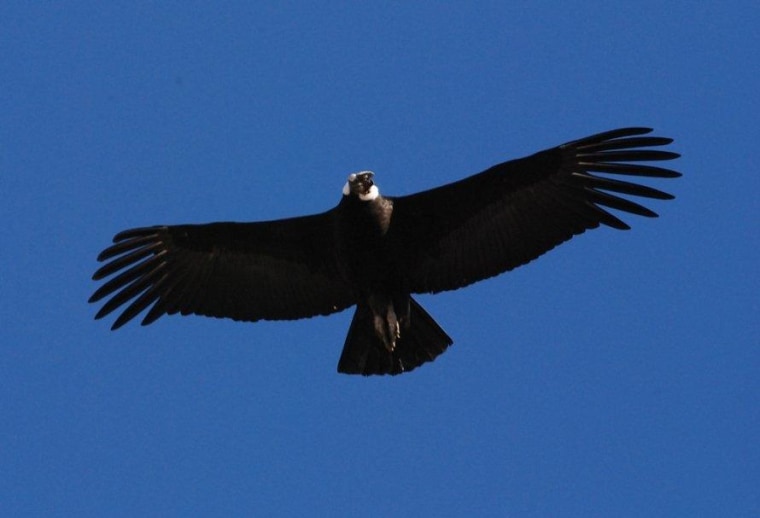 An adult male Andean condor in flight.