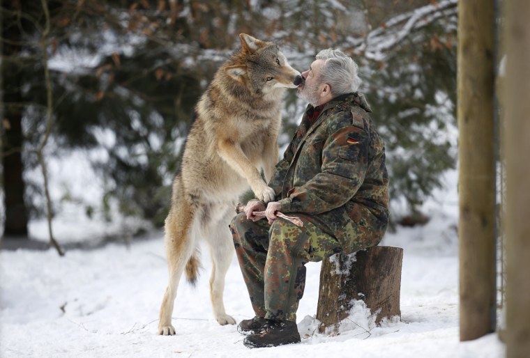 Mongolian wolf Heiko licks the mouth of wolf researcher Werner Freund in a sign of acknowledgement.