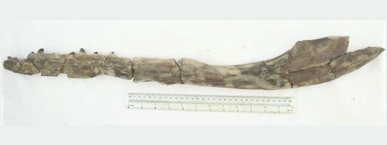 It's uncertain how large the super-predator Tyrannoneustes was, but the right side of its lower jaw (shown here) was at least 26 inches (67 cm) long.