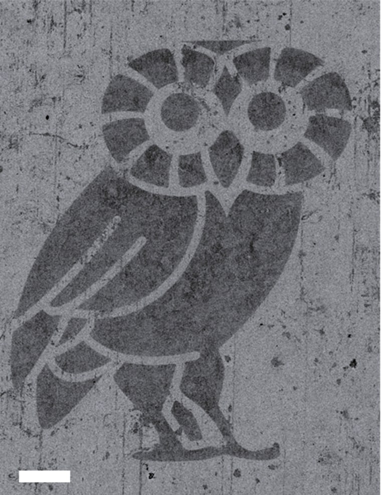 Image of owl