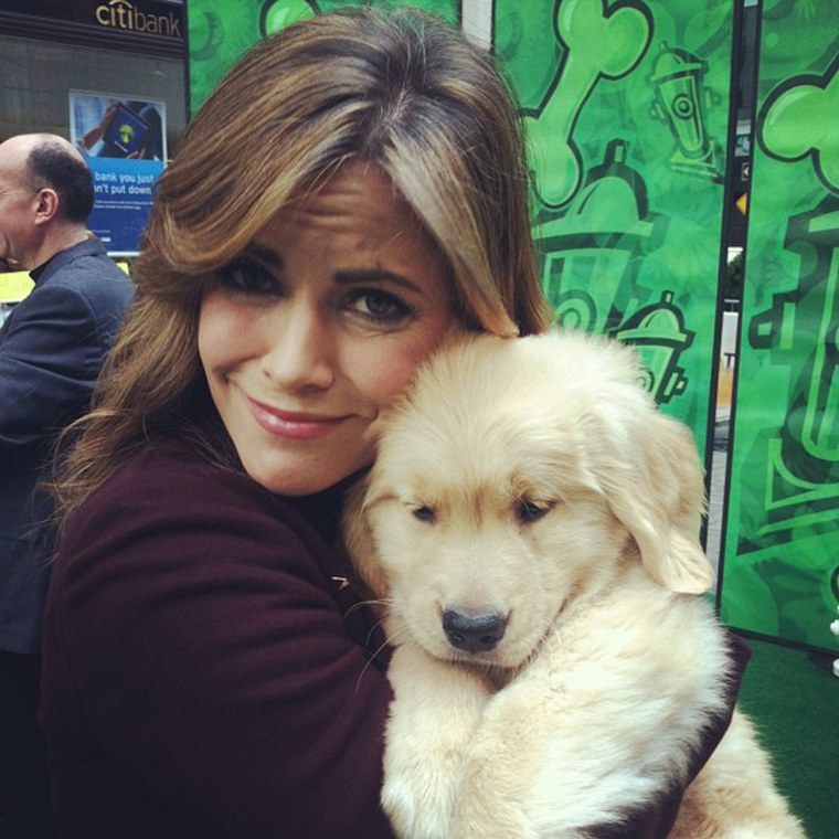 @nmoralesnbc poses with one of the top dog breeds of 2012. #golden