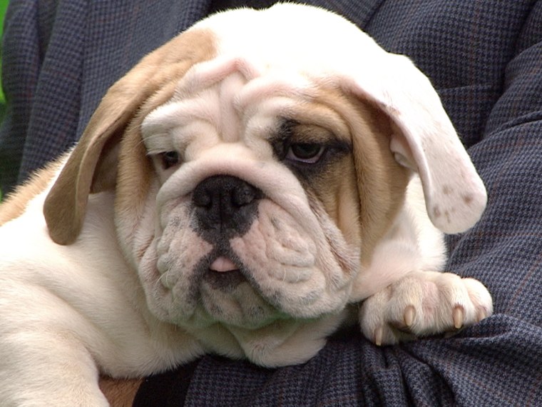 What a face! The wrinkly, big-headed bulldog made the AKC's top five breeds.