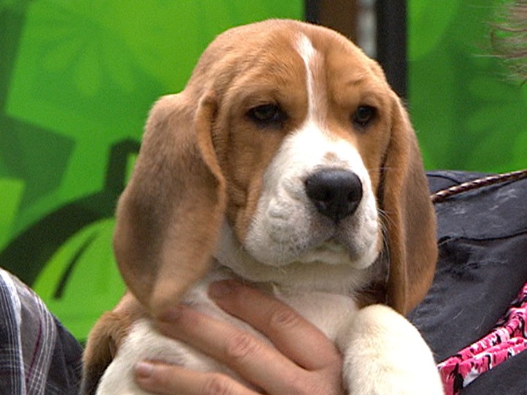 This little beagle put his best face forward.