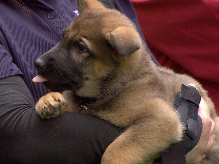 Loyal boy: The sturdy German shepherd was the second most popular breed of 2012.