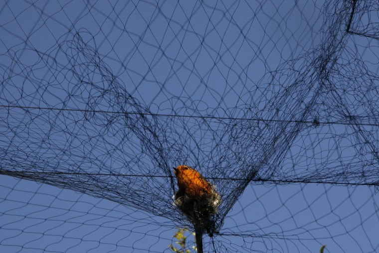 Economic crisis spells danger for songbirds as Cypriots turn to