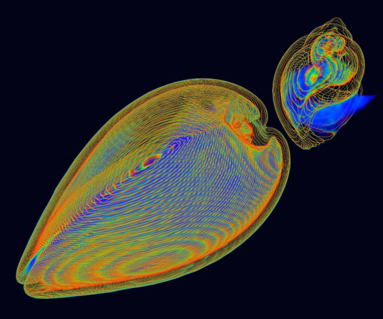 \"Self Defense\" won honorable mention in the photography category. The image is a 3-D CT scan of a clam and a whelk, both alive. The clam, at left, is nestled comfortably in the bottom half of its shell. The whelk, meanwhile, is protected by a shell with a sophisticated spiral construction. Both creatures solve the vital problem of self-defense, in different ways. But the whelk has the upper hand: It can drill a hole directly through the clam's shell by softening it with secretions, and then make a meal of the clam. The photography is by Kai-hung Fung of Pamela Youde Nethersole Eastern Hospital in Hong Kong.