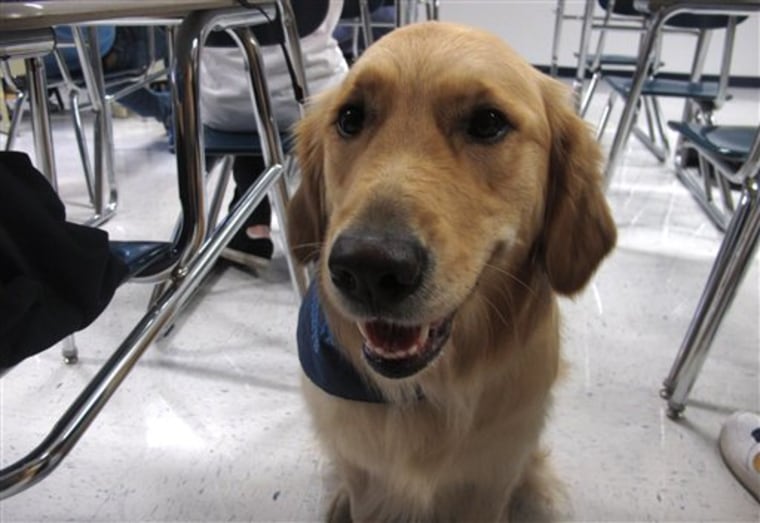 Therapy dog Junie is an 18-month-old golden retriever that the school is using to try to help students cope with a rise in stress, anxiety and panic attacks.