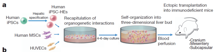 Japanese researchers have generated functioning human liver “buds” using a type of stem cell called an iPS cell. They grew these rudimentary livers in mice.