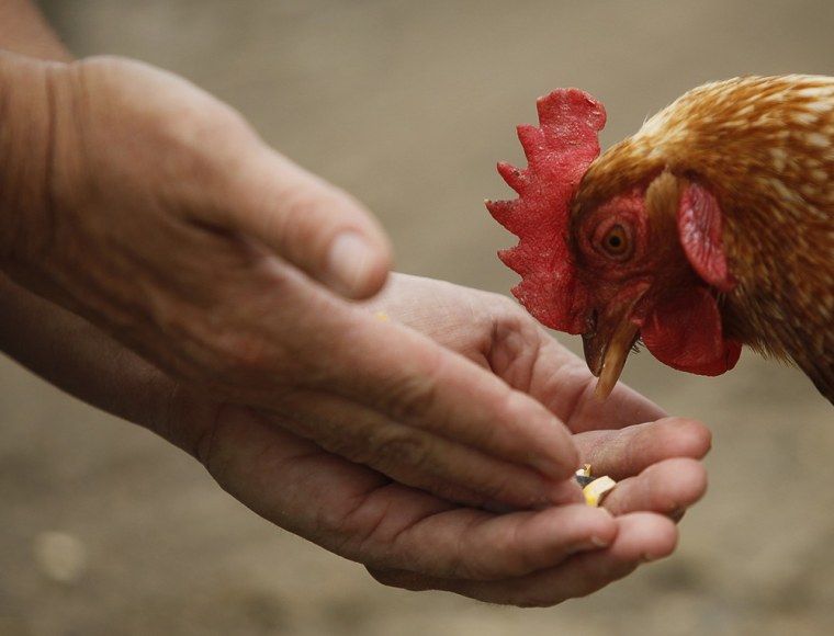 A chicken eats from the hands of director Susie Coston. (Niko J. Kallianiotis/Getty Images)