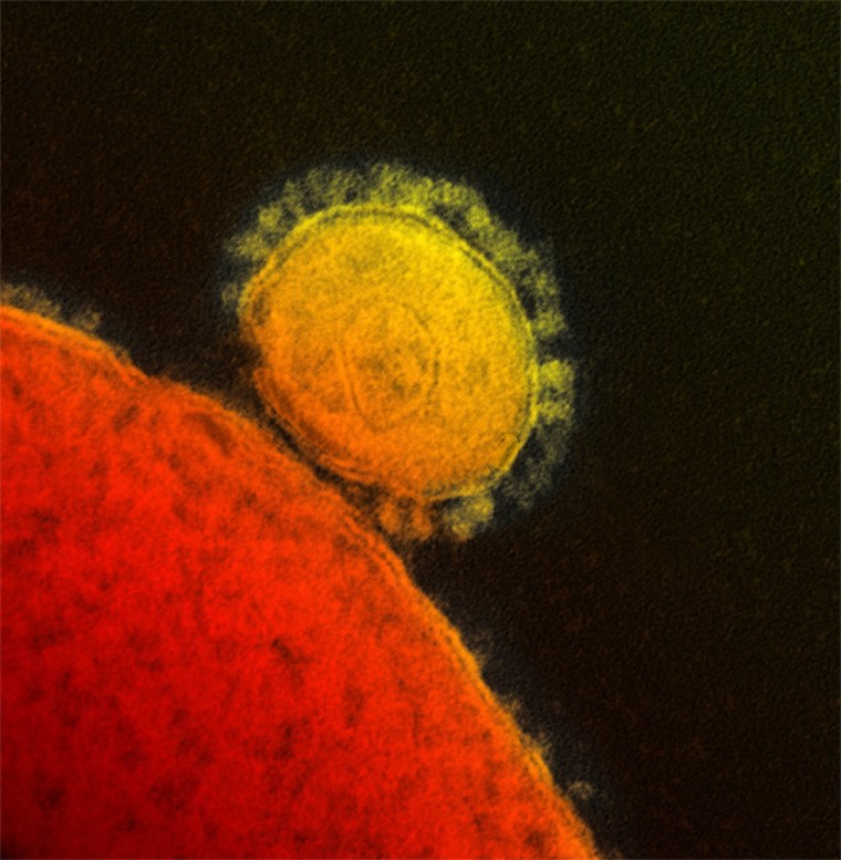 The MERS coronavirus
