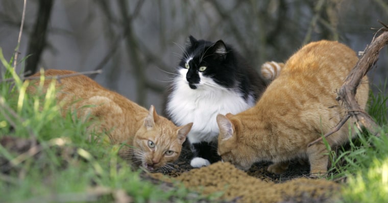 Feral cats are fed a supply of cat food at a park, Wednesday, Jan. 16, 2008, in Stockton, Calif. In the heart of foreclosure country, abandoned animal...