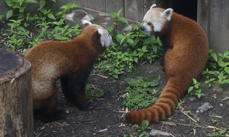 Welcome Home Rusty Runaway Red Panda Returns To Exhibit