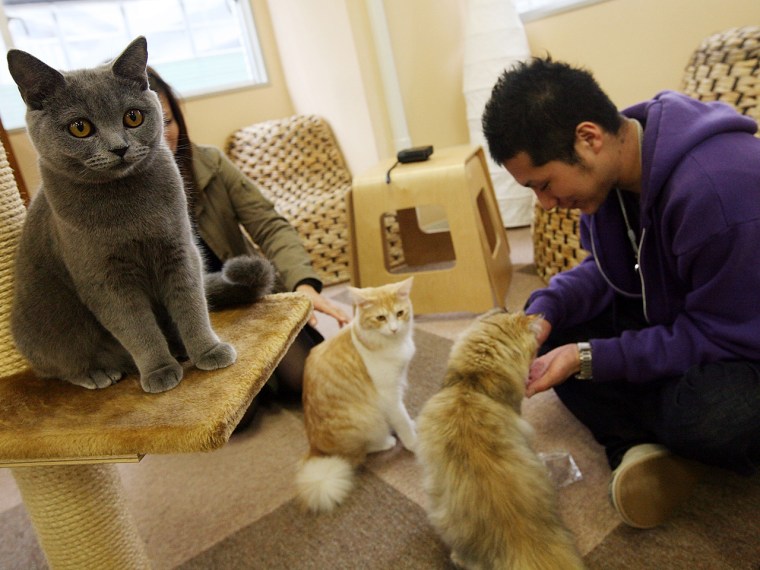 TOKYO - JANUARY 20:  A man plays with cats at Nekorobi cat cafe on January 20, 2009 in Tokyo, Japan. Cat cafes, where people can spend time with their...